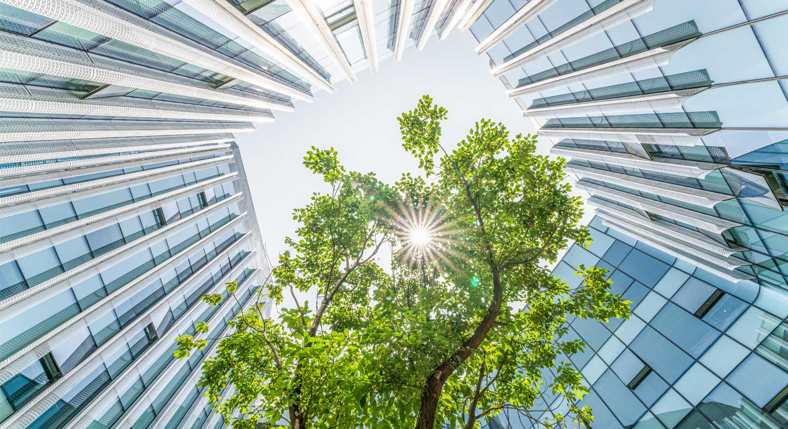 View of sky and trees from bottom of skyline 